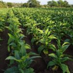 RURA11 mantém dividendos, mas registra melhor resultado em 10 meses