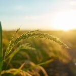 AAZQ11 mantém renda e estabilidade com payout de R$ 0,105