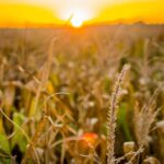 RURA11 avança 20% e paga maior dividendo em 21 meses