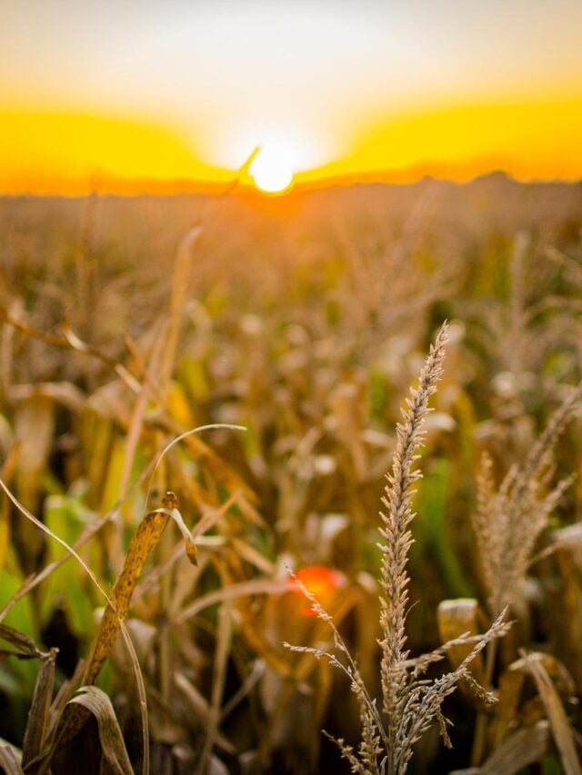 RURA11 avança 20% e paga maior dividendo em 21 meses
